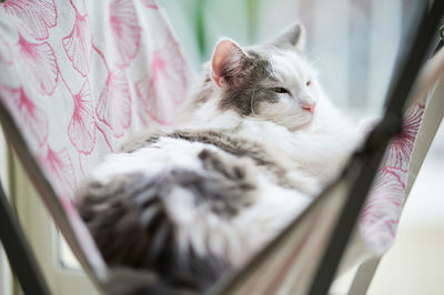 Close-up of a cat sleeping