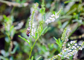 Close-up of insect on plant