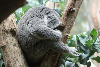 Close-up of an animal sleeping on tree trunk