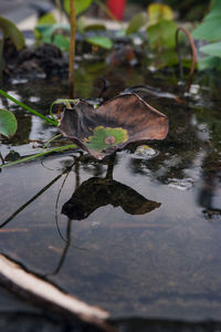 High angle view of leaf in lake