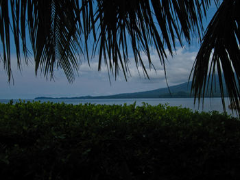 Palm trees on beach against sky