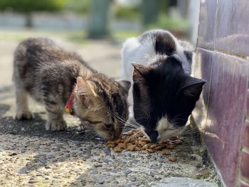 Close-up of cats eating