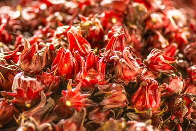 Full frame shot of red chili peppers