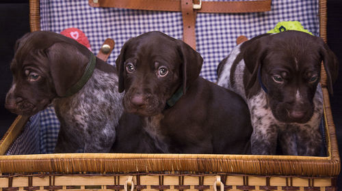 Close-up of puppy