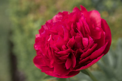 Close-up of red flower blooming outdoors