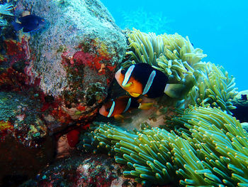 Fish swimming in sea