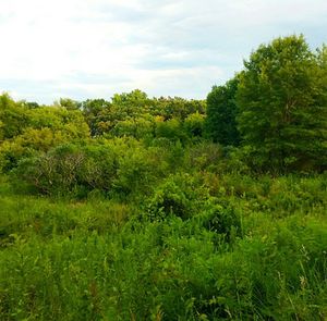 Trees growing on field