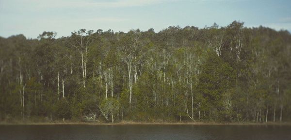 Scenic view of lake by trees against sky