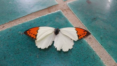 High angle view of butterfly on flower