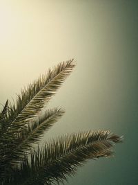 Low angle view of coconut palm tree against sky