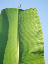 Close-up of green leaves on plant against sky