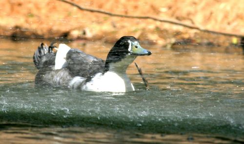 Close-up of bird in water