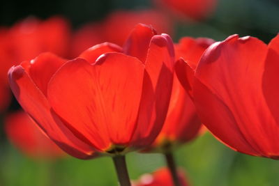 Close-up of red poppy blooming outdoors