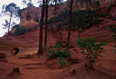 Trees in forest