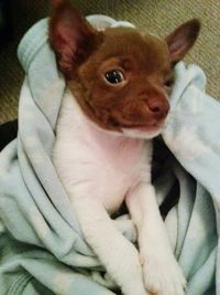 Portrait of a dog