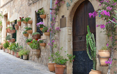 Potted plants outside building