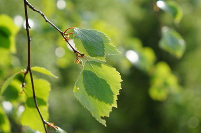 Close-up of insect on plant