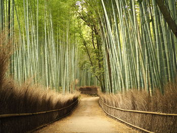 Footpath amidst bamboo trees in forest