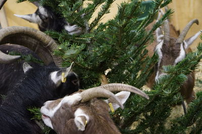 High angle view of goats by tree
