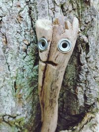 Close-up of tree trunk