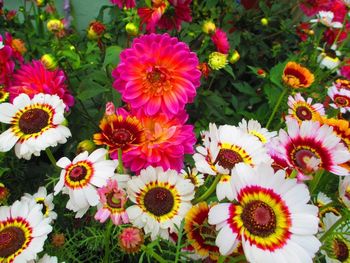 Full frame shot of flowers
