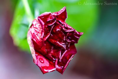 Close-up of red rose on leaf