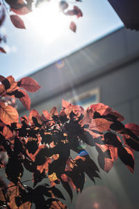 Low angle view of autumn leaves against house