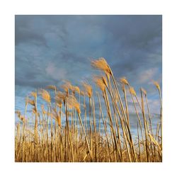 Wheat plants against sky