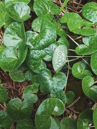 Full frame shot of wet leaves