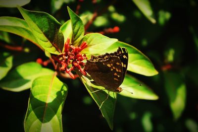 Close-up of butterfly on plant