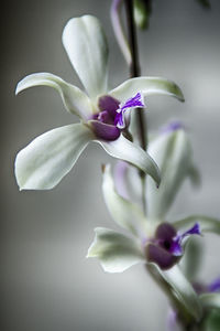 Close-up of purple flower