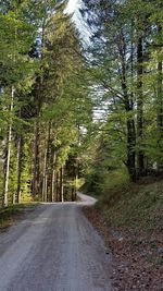 Road amidst trees in forest