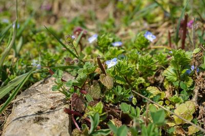 Close-up high angle view of plants