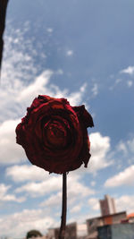 Close-up of red rose against sky