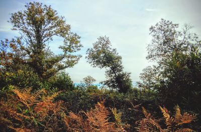 Low angle view of trees against sky