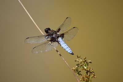 Close-up of dragonfly on plant