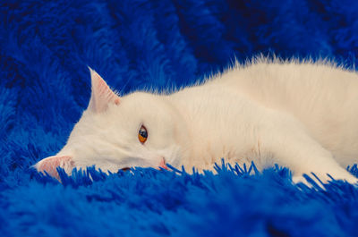 Close-up of a cat lying on bed