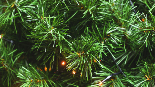 Full frame shot of christmas tree