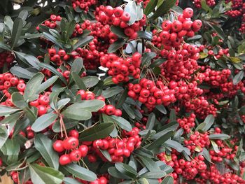 Close-up of red berries growing on tree