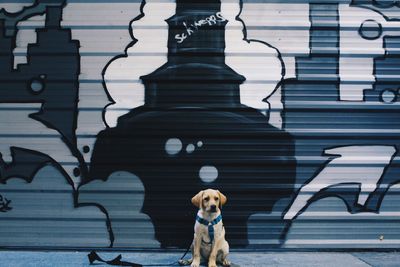 Labrador retriever puppy sitting against graffiti shutter