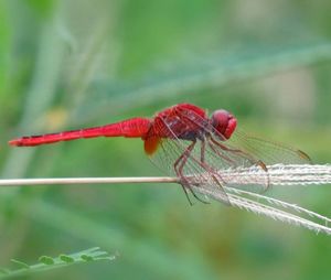 Close-up of damselfly on leaf