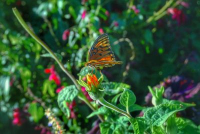 Close-up of butterfly on flower