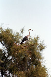 Low angle view of bird perching on branch against sky