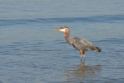 High angle view of gray heron on sea