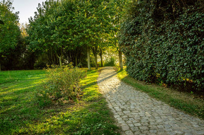 Walkway amidst trees