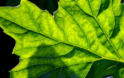 Close-up of leaves