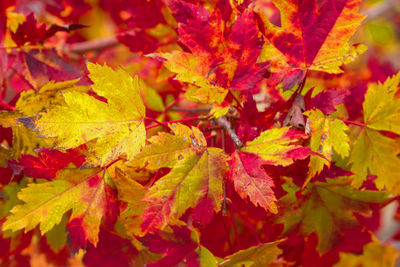 Full frame shot of red leaves