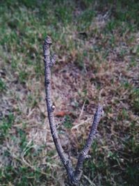 Close-up of lizard on land in forest