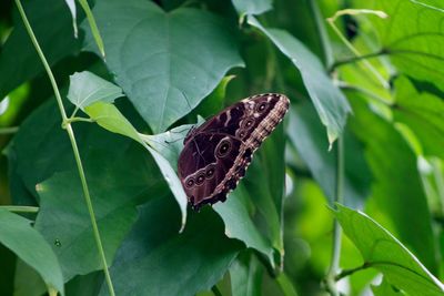 Close-up of butterfly on leaves