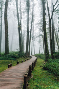 Footpath amidst trees in forest